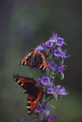 Aglais urticae Kleine vos Kleiner Fuchs La Petite Tortue