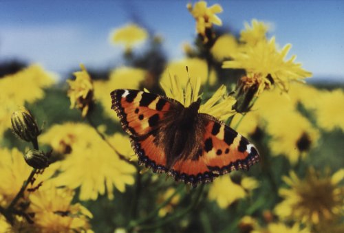 Aglais urticae Kleine vos Kleiner Fuchs La Petite Tortue