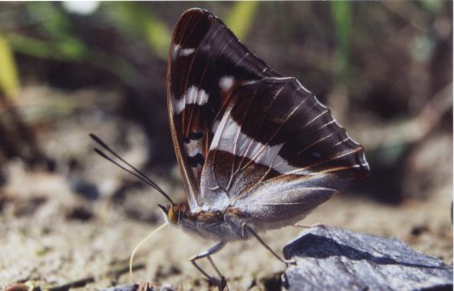 Apatura iris Grote weerschijnvlinder Großer Schillerfalter Le Grand Mars