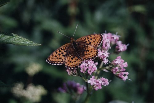 Brenthis ino Purperstreepparelmoervlinder Mädesüßperlmuttfalter La Grande Violette