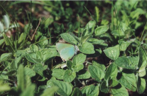 Callophrys rubi Groentje Brombeerzipfelfalter L' Argus vert