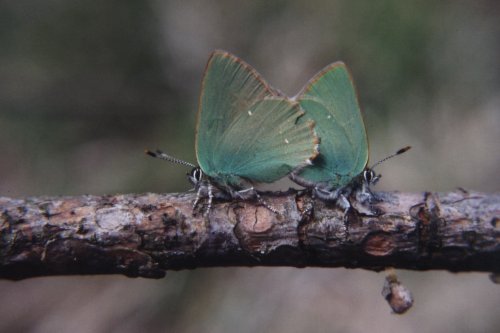 Callophrys rubi Groentje Brombeerzipfelfalter L' Argus vert