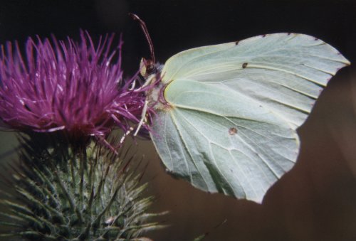 Gonepteryx rhamni Citroenvlinder Zitronenfalter Le Citron