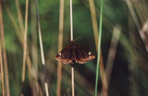 Spiegeldikkopje Heteropterus morpheus Spiegelfleck Dickkopf Le Miroir