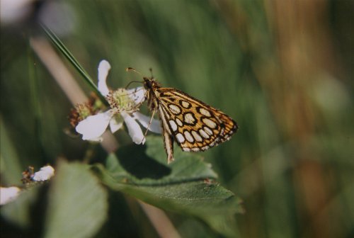 Spiegeldikkopje Heteropterus morpheus Spiegelfleck Dickkopf Le Miroir