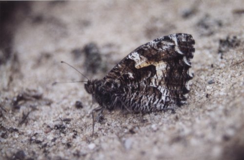 Hipparchia semele Heivlinder Rostbinde L' Agreste