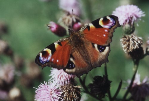 Inachis io Dagpauwoog Tagpfauenauge Paon du Jour