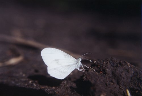 Leptidea sinapis/ Leptidea reali Boswitje Senffalter Piéride de la Moutarde 