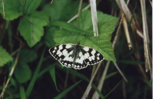 Melanargia galathea Dambordje Schachbrett Le Demi Deuil