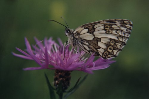 Melanargia galathea Dambordje Schachbrett Le Demi Deuil