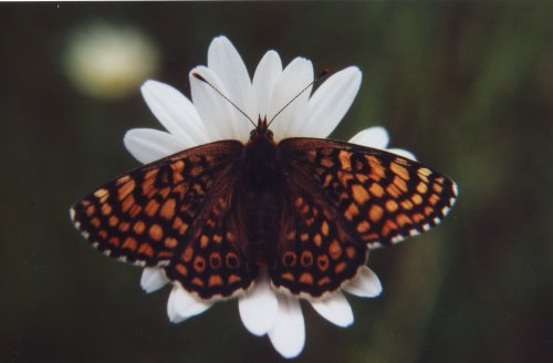 Melitaea cinxia Veldparelmoervlinder Gemeiner Scheckenfalter Le Damier