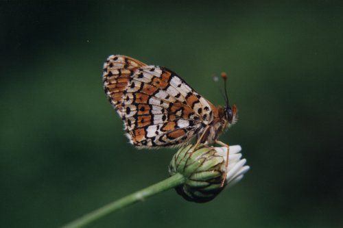 Melitaea cinxia Veldparelmoervlinder Gemeiner Scheckenfalter Le Damier