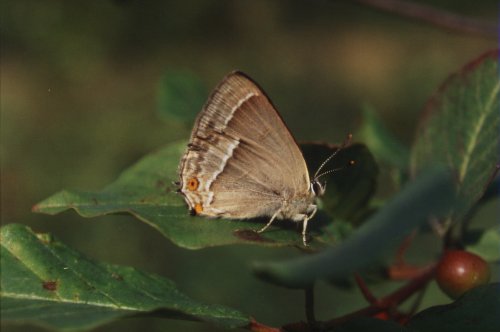 Neozephyrus quercus Eikepage Blauer Eichenzipfelfalter Thécla du Chêne