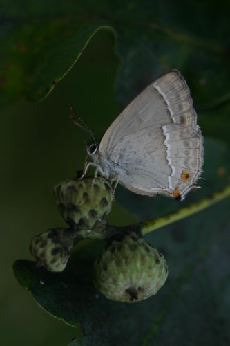 Neozephyrus quercus Eikepage Blauer Eichenzipfelfalter Thécla du Chêne