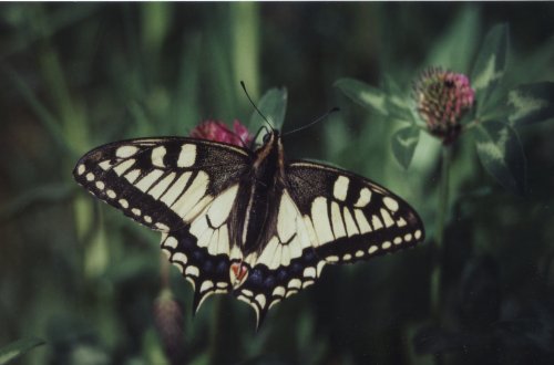 Papilio machaon Koninginnepage Schwalbenschwanz Le Grand Portequeue