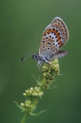 Plebeius argus Heideblauwtje Geißkleebläuling L' Argus blue