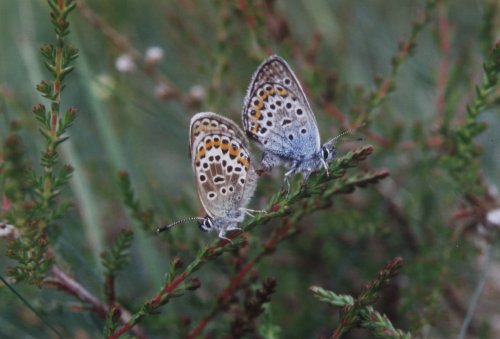 Plebeius argus Heideblauwtje Geißkleebläuling L' Argus blue