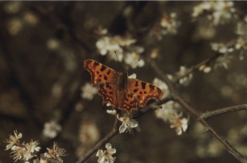 Polygonia c- album Gehakkelde aurelia C- falter C- blanc