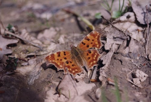 Polygonia c- album Gehakkelde aurelia C- falter C- blanc