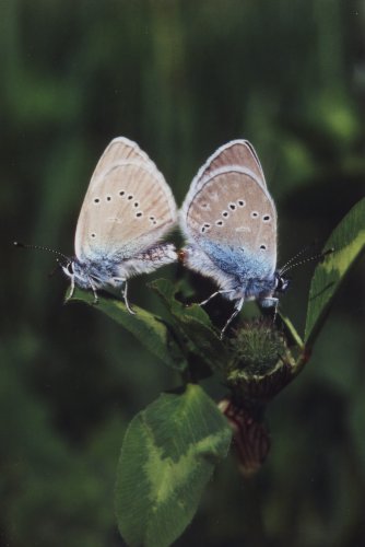 Klaverblauwtje Polyommatus semiargus Violetter Waldbläuling L' Argus Violet