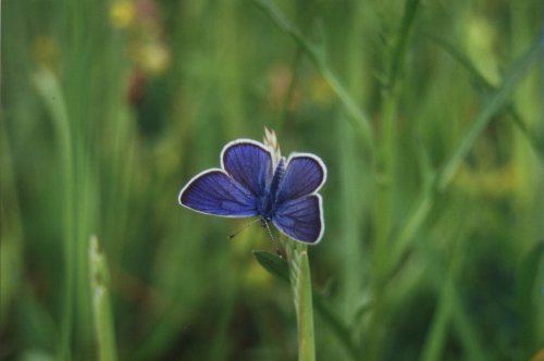 Klaverblauwtje Polyommatus semiargus Violetter Waldbläuling L' Argus Violet