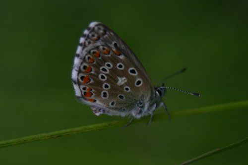 Polyonnatus bellagus - Himmelblauer Bläuling - Adonisblauwtje