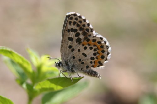 Scolitantides orion Vetkruidblauwtje, Fetthennenbläuling